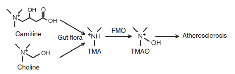 CVD pathogenesis